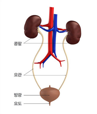 콩팥 사진