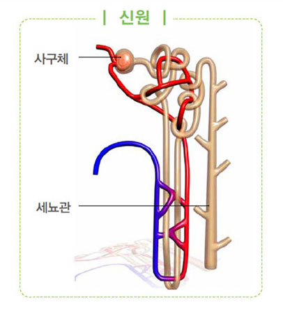 사구체 사진